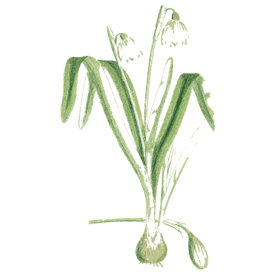 White nodding bulb flower - English Botany, or Coloured Figures of British Plants, Volume 9 - 1863