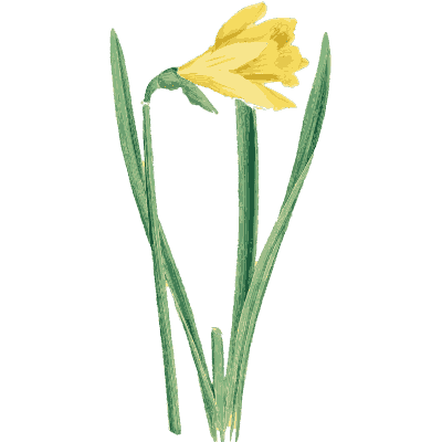 Wild daffodil - English Botany, or Coloured Figures of British Plants, Volume 9 - 1863