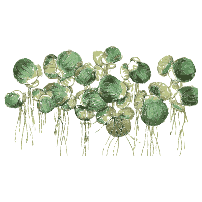 Duckweed mat - English Botany, or Coloured Figures of British Plants, Volume 9 - 1863