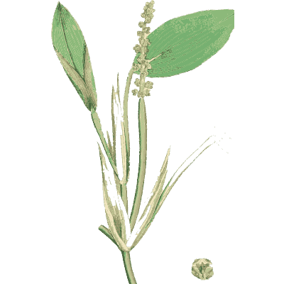 Broad-leaved plant with white spike - English Botany, or Coloured Figures of British Plants, Volume 9 - 1863