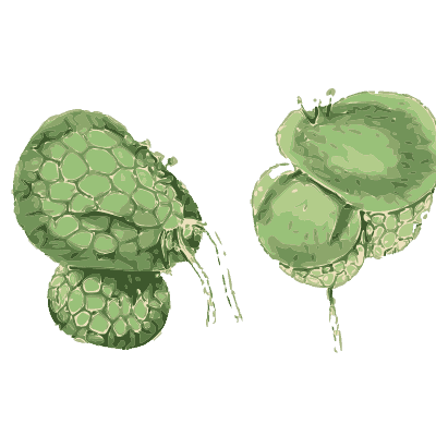 Magnified duckweed fronds - English Botany, or Coloured Figures of British Plants, Volume 9 - 1863