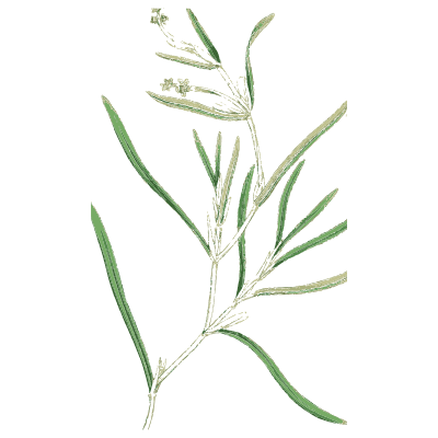 Narrow-leaved stem with tiny flowers - English Botany, or Coloured Figures of British Plants, Volume 9 - 1863