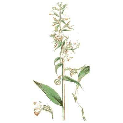Pale orchid spike - English Botany, or Coloured Figures of British Plants, Volume 9 - 1863