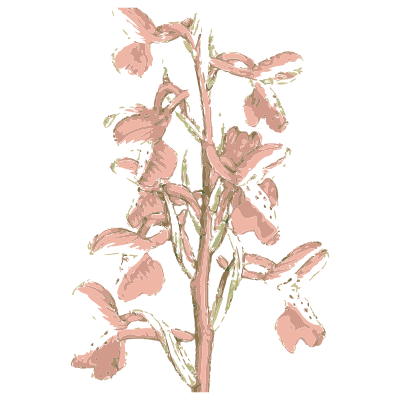 Grass base with corm - English Botany, or Coloured Figures of British Plants, Volume 9 - 1863