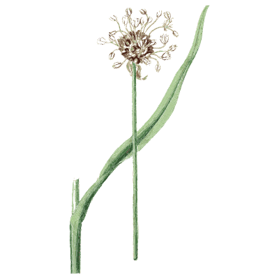 Allium umbel with bulbils - English Botany, or Coloured Figures of British Plants, Volume 9 - 1863