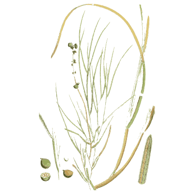 Rush stems - English Botany, or Coloured Figures of British Plants, Volume 9 - 1863