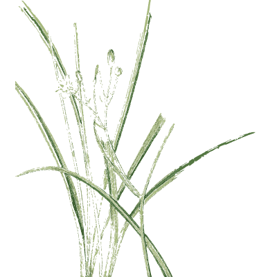 Broad grass tuft - English Botany, or Coloured Figures of British Plants, Volume 9 - 1863