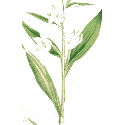White-flowered leafy stem - English Botany, or Coloured Figures of British Plants, Volume 9 - 1863