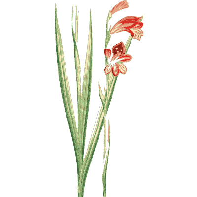 Wild gladiolus - English Botany, or Coloured Figures of British Plants, Volume 9 - 1863