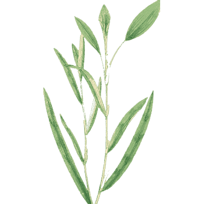 Narrow-leaved upright stem - English Botany, or Coloured Figures of British Plants, Volume 9 - 1863