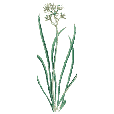 Blue-green grassy plant with flowerhead - English Botany, or Coloured Figures of British Plants, Volume 9 - 1863