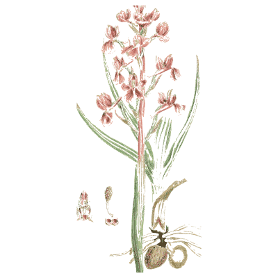 Pink orchid with tuber - English Botany, or Coloured Figures of British Plants, Volume 9 - 1863