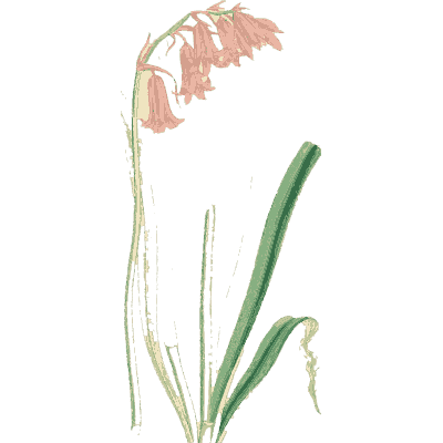 Pink drooping flowers on slender stem - English Botany, or Coloured Figures of British Plants, Volume 9 - 1863