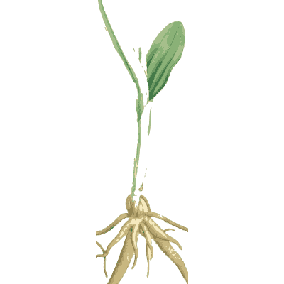 Single leaf on rooted stem - English Botany, or Coloured Figures of British Plants, Volume 9 - 1863