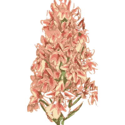 Pyramidal orchid - English Botany, or Coloured Figures of British Plants, Volume 9 - 1863