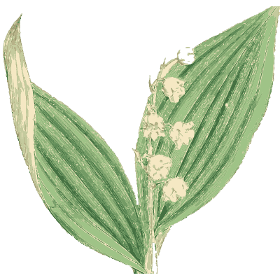 Lily of the valley - English Botany, or Coloured Figures of British Plants, Volume 9 - 1863
