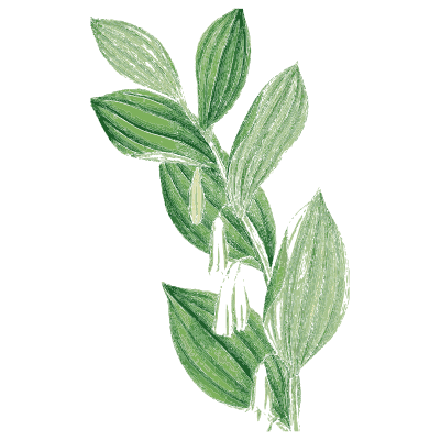 Solomon's seal 01 - English Botany, or Coloured Figures of British Plants, Volume 9 - 1863