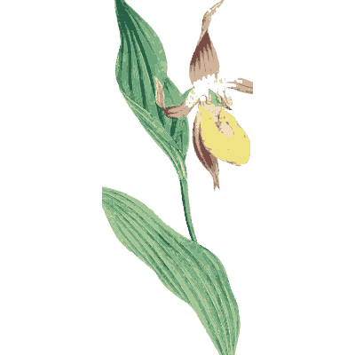 Lady's slipper orchid - English Botany, or Coloured Figures of British Plants, Volume 9 - 1863