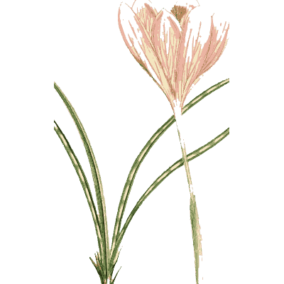 Pale crocus - English Botany, or Coloured Figures of British Plants, Volume 9 - 1863