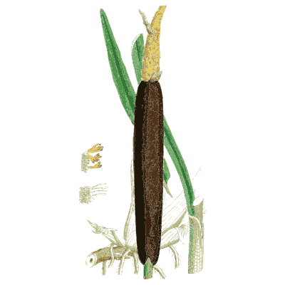 Bulrush 02 - English Botany, or Coloured Figures of British Plants, Volume 9 - 1863