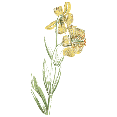 Yellow-flowered bulb plant - English Botany, or Coloured Figures of British Plants, Volume 9 - 1863