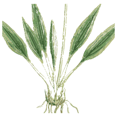 Broad grass tuft with roots - English Botany, or Coloured Figures of British Plants, Volume 9 - 1863