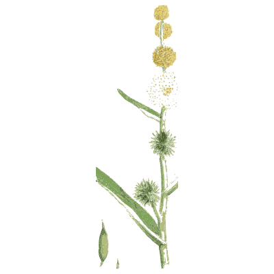Branched bur-reed - English Botany, or Coloured Figures of British Plants, Volume 9 - 1863