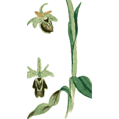 Bee orchid with flower studies - English Botany, or Coloured Figures of British Plants, Volume 9 - 1863