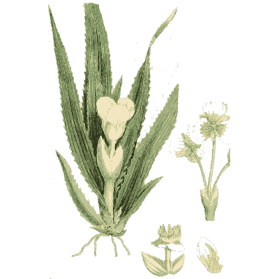White flower among upright toothed leaves - English Botany, or Coloured Figures of British Plants, Volume 9 - 1863