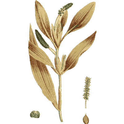 Brown-leaved pondweed - English Botany, or Coloured Figures of British Plants, Volume 9 - 1863