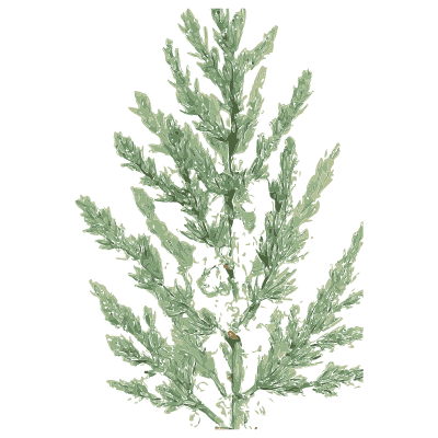 Grass panicle - English Botany, or Coloured Figures of British Plants, Volume 9 - 1863