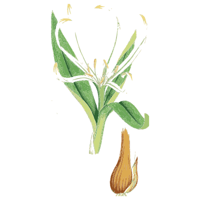 Narrow leaves with orange spike - English Botany, or Coloured Figures of British Plants, Volume 9 - 1863