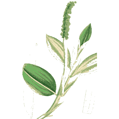 Pondweed with green spike - English Botany, or Coloured Figures of British Plants, Volume 9 - 1863
