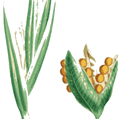 Iris with orange-seeded pod - English Botany, or Coloured Figures of British Plants, Volume 9 - 1863