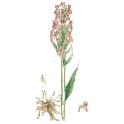 Pale pink orchid spike - English Botany, or Coloured Figures of British Plants, Volume 9 - 1863
