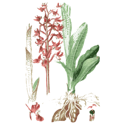 Red orchid with tubers - English Botany, or Coloured Figures of British Plants, Volume 9 - 1863