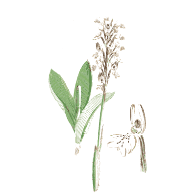 Pale spotted orchid - English Botany, or Coloured Figures of British Plants, Volume 9 - 1863