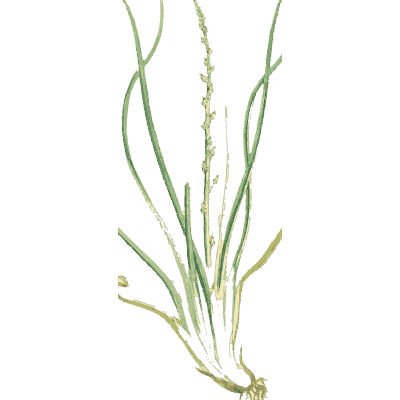 Grass tuft with seed spike - English Botany, or Coloured Figures of British Plants, Volume 9 - 1863