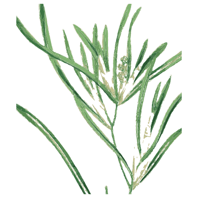 Whorl-leaved branching stems - English Botany, or Coloured Figures of British Plants, Volume 9 - 1863