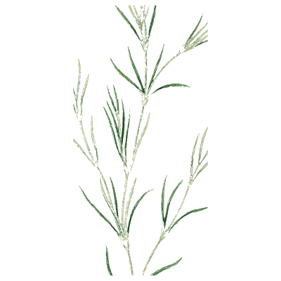 Feathery-leaved stem - English Botany, or Coloured Figures of British Plants, Volume 9 - 1863