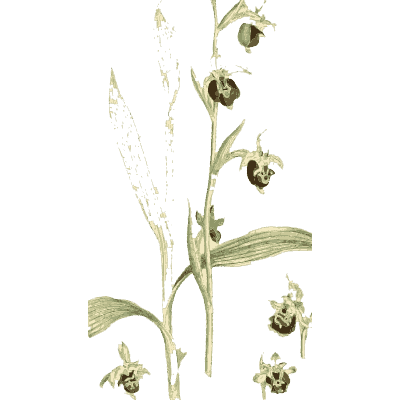 Pale orchid with flower studies 02 - English Botany, or Coloured Figures of British Plants, Volume 9 - 1863