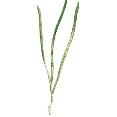 Curving grass blades - English Botany, or Coloured Figures of British Plants, Volume 9 - 1863