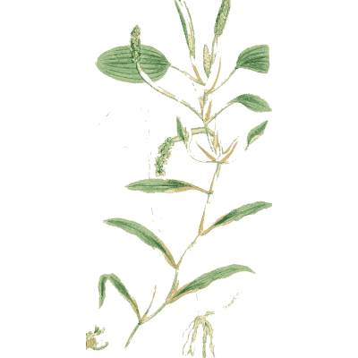 Pale-flowered slender stem - English Botany, or Coloured Figures of British Plants, Volume 9 - 1863