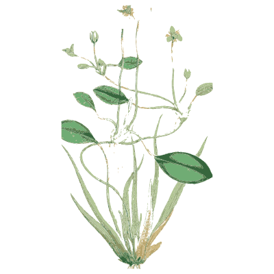 White-flowered branching stem - English Botany, or Coloured Figures of British Plants, Volume 9 - 1863