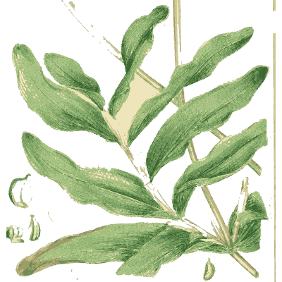 Paired pointed leaves - English Botany, or Coloured Figures of British Plants, Volume 9 - 1863