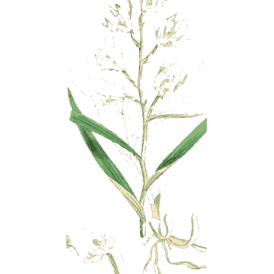 Pale slender grass - English Botany, or Coloured Figures of British Plants, Volume 9 - 1863