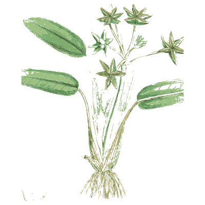 Green star-shaped flowers - English Botany, or Coloured Figures of British Plants, Volume 9 - 1863
