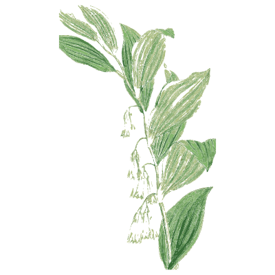 Solomon's seal 02 - English Botany, or Coloured Figures of British Plants, Volume 9 - 1863