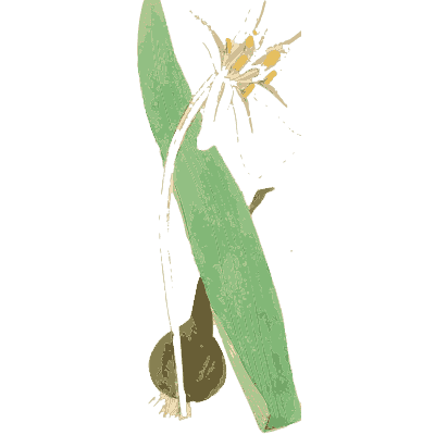 Yellow flower above a bulb - English Botany, or Coloured Figures of British Plants, Volume 9 - 1863