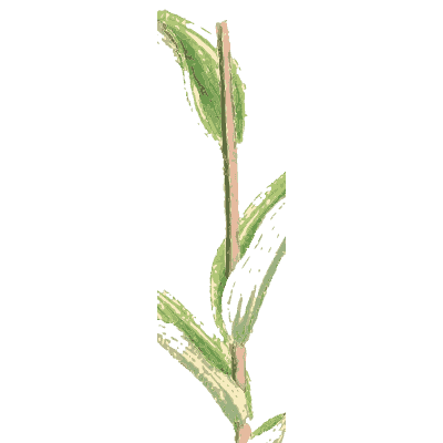Stem with two long leaves - English Botany, or Coloured Figures of British Plants, Volume 9 - 1863